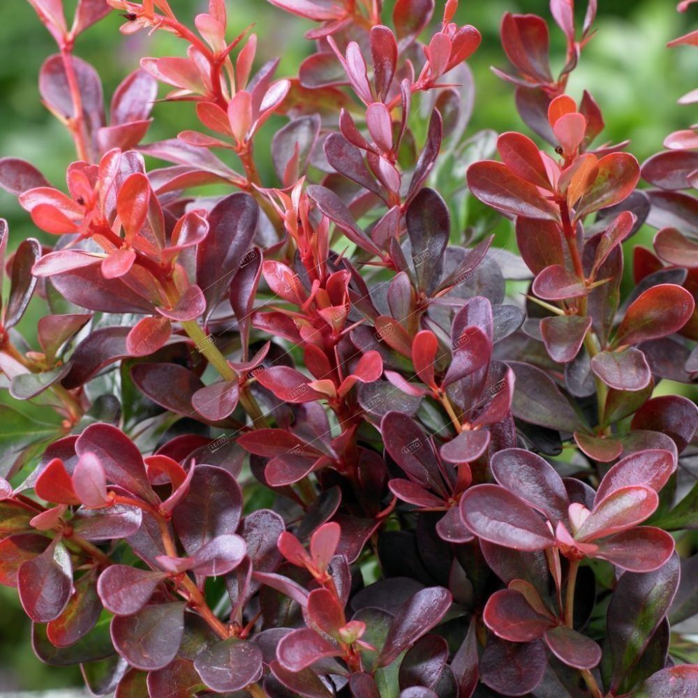 Барбарис Тунберга Атропурпуреа Berberis thunbergii Atropurpurea 2л/3л (ГМ) 