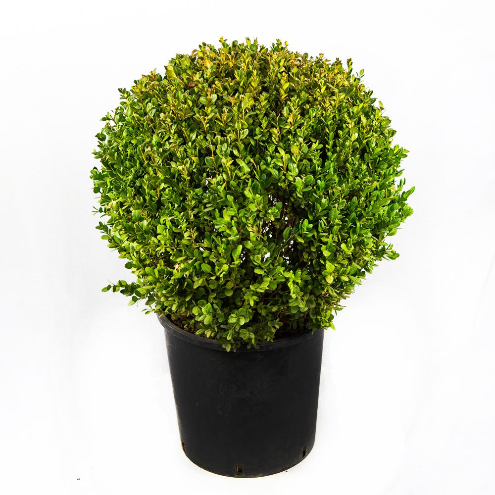 Самшит мелколистный Фолкнер шар 45/50 Buxus microphylla Faulkner palla 25л  (И) — саженцы купить в интернет-магазине с доставкой по низкой цене