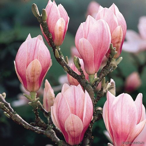 Магнолия Суланджа МИКС 1/2 ШТАМБ с35/45 140/160  Magnolia Soulangeana MIX VARIETES (И)