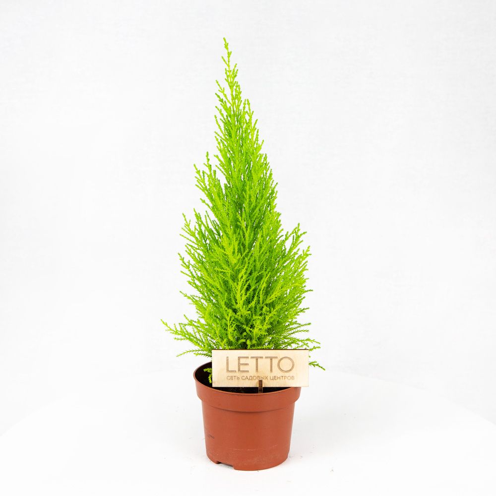 Кипарис Купрессус Cupressus macrocarpa Wilma 40/12 — комнатное растение  купить в интернет-магазине с доставкой по низкой цене