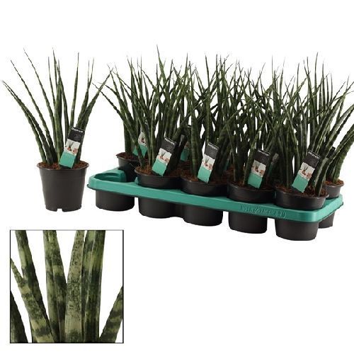 Сансевиерия Фернвуд Микадо Sansevieria Fernwood Mikado 40/12