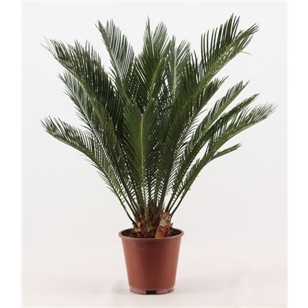 Саговник поникающий Cycas revoluta 70/19