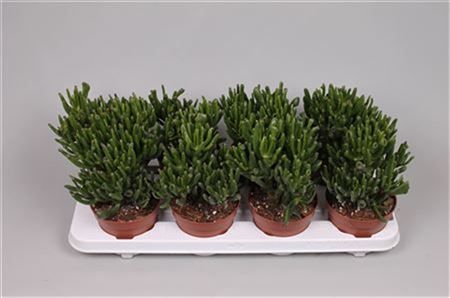 Толстянка Хоббит Crassula Hobbit 15/11