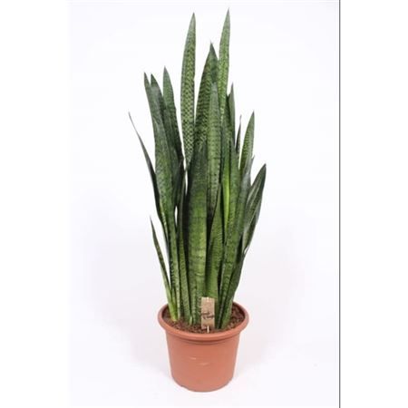 Сансевиерия зейланика Sansevieria zeylanica 130/35