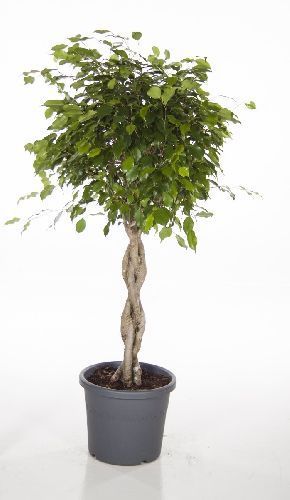 Фикус Бенджамина Голден Кинг переплетенный Ficus benjamina Golden King twisted stem 140/30