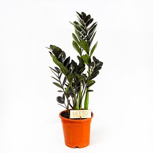 Замиокулькас Блэк Равен Zamioculcas Black Raven 60/17 (Н)