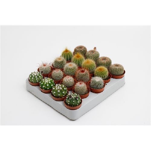 Кактус микс Cactus Boll Mix Xl 10/5.5 (Н)