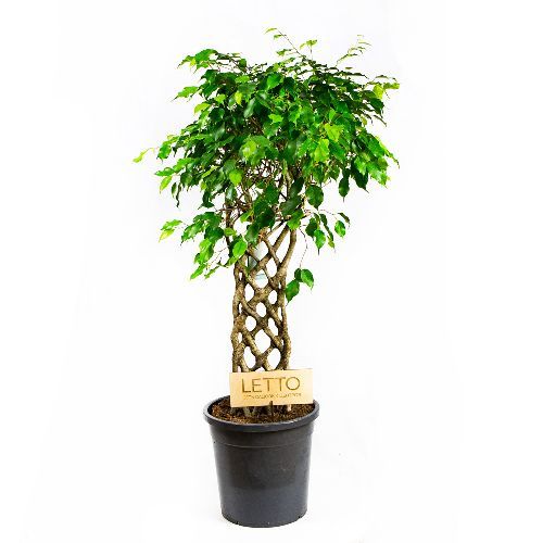 Фикус Бенджамина Экзотика спутанный Ficus benjamina Exotica mat 140/30