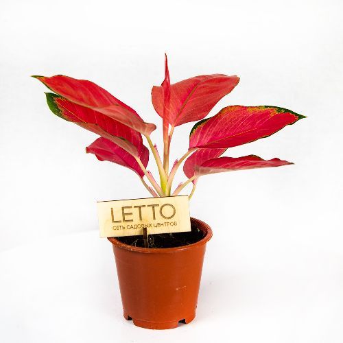 Аглаонема Ред Джой Aglaonema Red Joy 30/12 (Н)