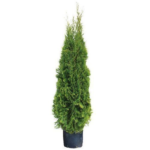 Туя западная Смарагд 100/120 Thuja occidentalis Smaragd 25л (ЗК)