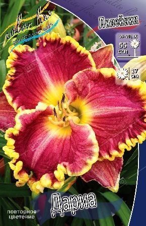 Лилейник Дариа Hemerocallis Daria I, 1шт, капер Колорлайн