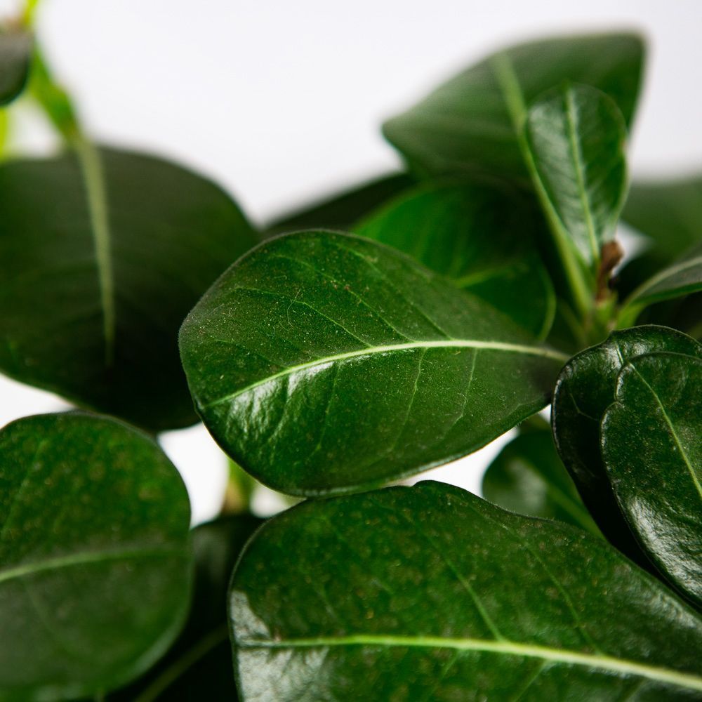 Адениум тучный Adenium Obesum Anouk Flowering 30/14 — комнатное растение  купить в интернет-магазине с доставкой по низкой цене