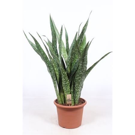 Сансевиерия Джибоя Sansevieria Jiboia 110/35