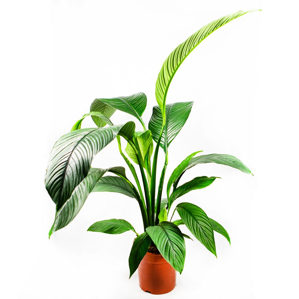 Спатифиллум Сенсация Spathiphyllum Sensation 150/24 — комнатное растение  купить в интернет-магазине с доставкой по низкой цене