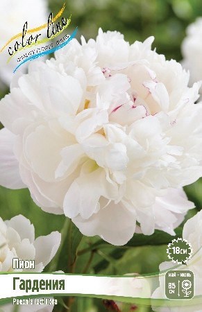 Пион Гардения Paeonia Gardenia 2/3n, 1шт, капер, Колорлайн