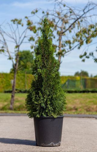 Туя западная Смарагд 140/160 Thuja occidentalis Smaragd 35л (ЗК)