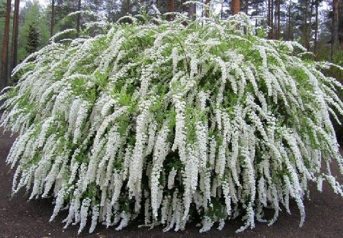 Спирея серая Грефшейм Spiraea cinerea Grefsheim 2л/3л (ГМ)