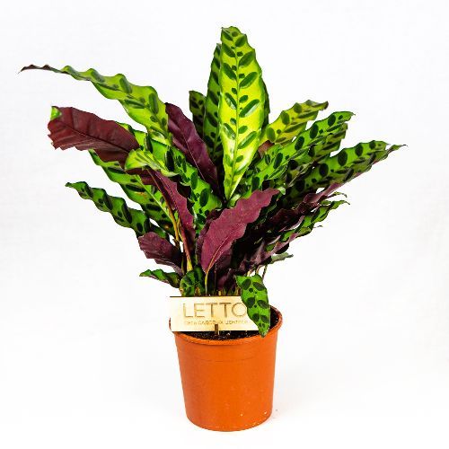 Калатея ланцетолистная Calathea lancifolia (insigne) 50/14 (Н)