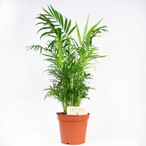 Хамедорея изящная Chamaedorea elegans 60/17