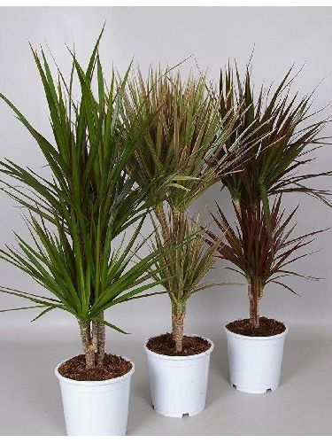 Драцена окаймлённая микс Dracaena marginata mix 30-10 75/17 (Н)