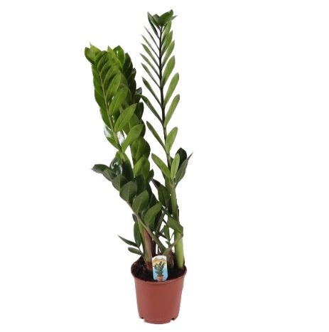 Замиокулькас Zamioculcas 2+ 50/12