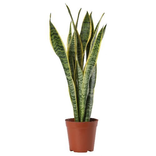 Сансевиерия трёхполосная Меган Sansevieria trifasciata Megan 30/10,5