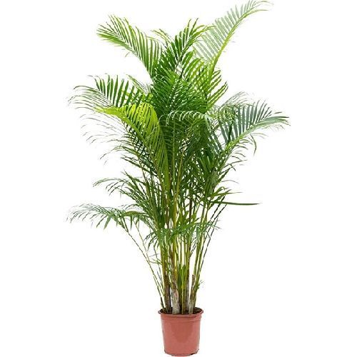 Дипсис желтоватый Dypsis lutescens 150/24 (Н)