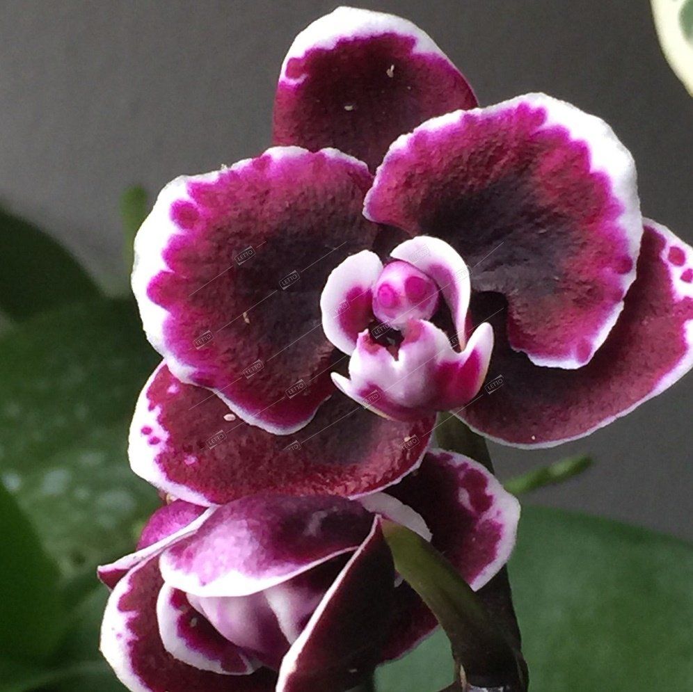 Каменная орхидея фото Фаленопсис Чиада Стейси Phalaenopsis Chiada Stacy /4 (А) - комнатное растение ку