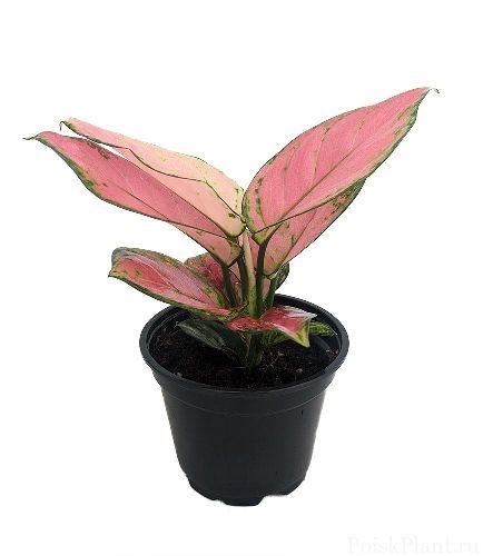 Аглаонема Черри Бэби Aglaonema Cherry Baby	 30/12