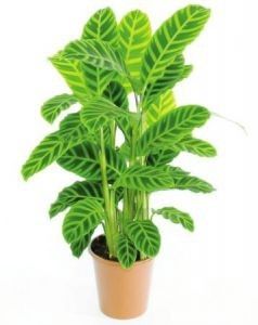 Калатея полосатая Calathea zebrina 80/19 (Н)