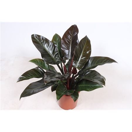 Филодендрон Империал Ред Philodendron Imperial Red 80/27