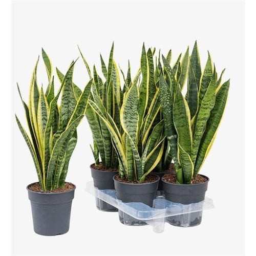 Сансевиерия трёхполосная Sansevieria laurentii 50/14