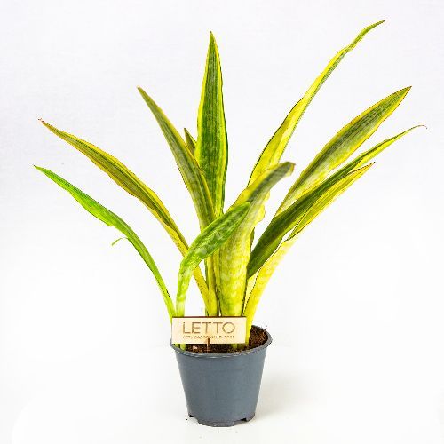 Сансевиерия аубритиана микс Sansevieria aubrytiana mix 50/14