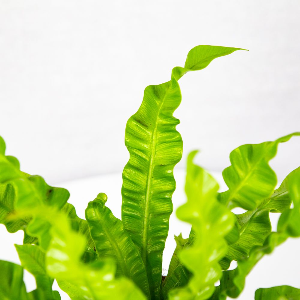 Костенец Криспи Вейв Asplenium Crispy Wave 25/12 — комнатное растение  купить в интернет-магазине с доставкой по низкой цене