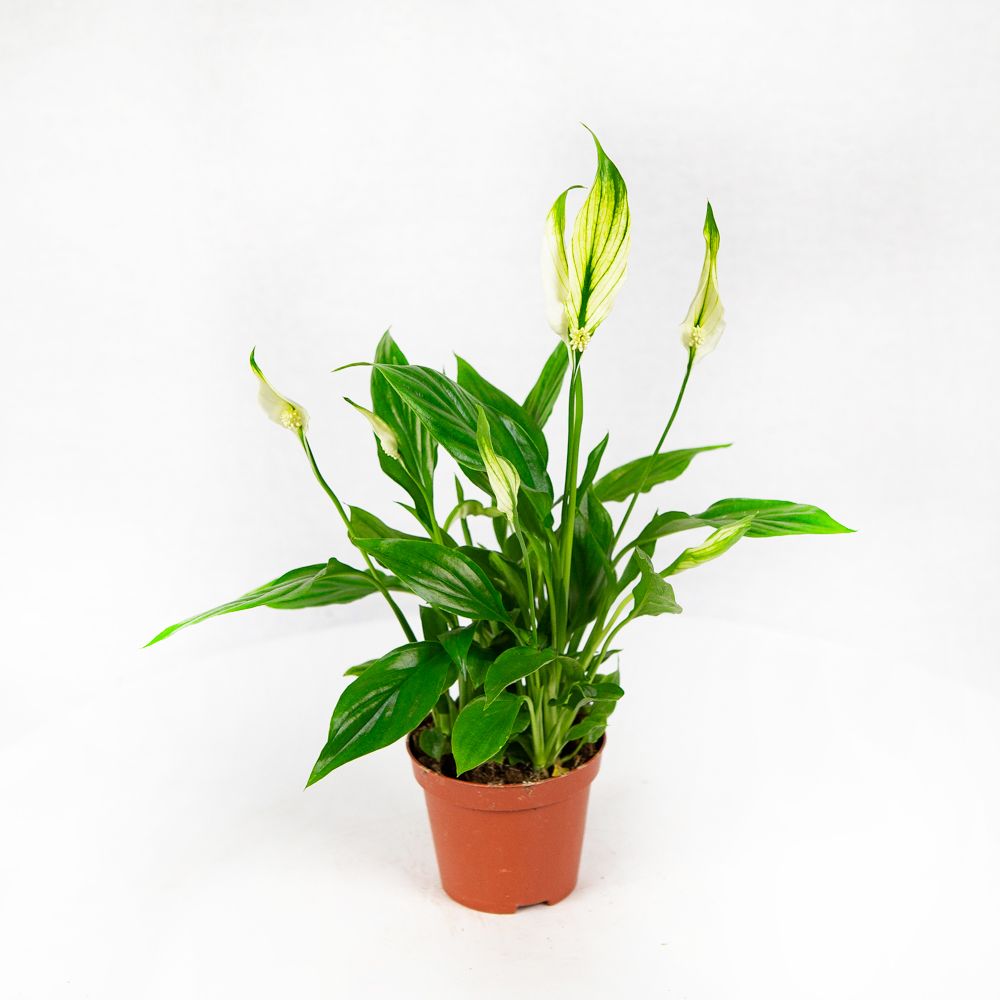 Спатифиллум Шопен Spathiphyllum Chopin 3+ 30/9 — комнатное растение купить  в интернет-магазине с доставкой по низкой цене