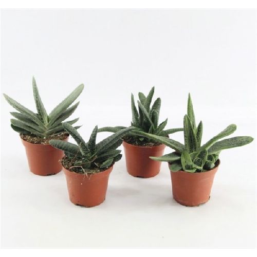 Гастерия микс Gasteria mix 17/10,5