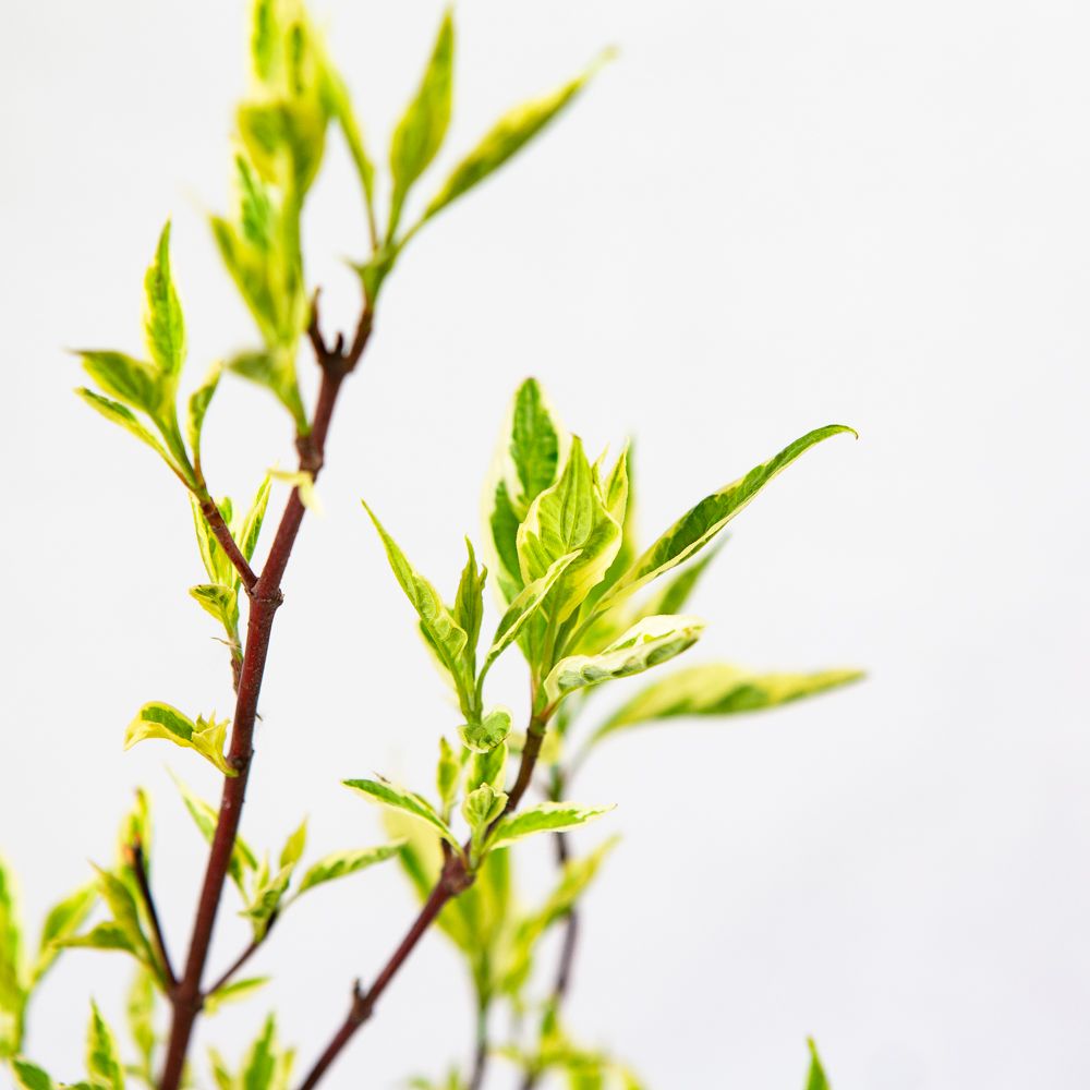 Дерен белый Элегантиссима Cornus alba Elegantissima 2л/3л (П) — саженцы  купить в интернет-магазине с доставкой по низкой цене