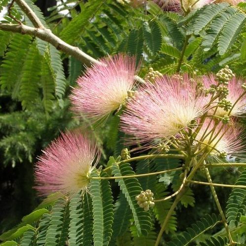 Альбиция ленкоранская 125/150 Albizia julibrissin 45л (И)