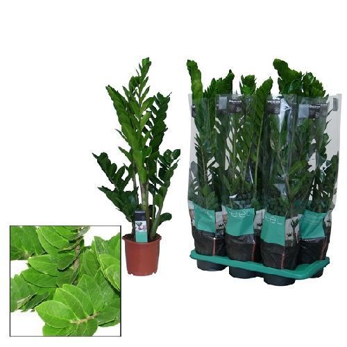 Замиокулькас Zamioculcas 80/17 (Н)