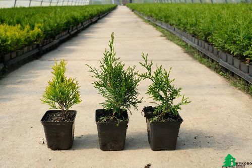 Туя западная Пирамидалис Компакта Thuja occidentalis Pyramidalis Compacta 2л (К)