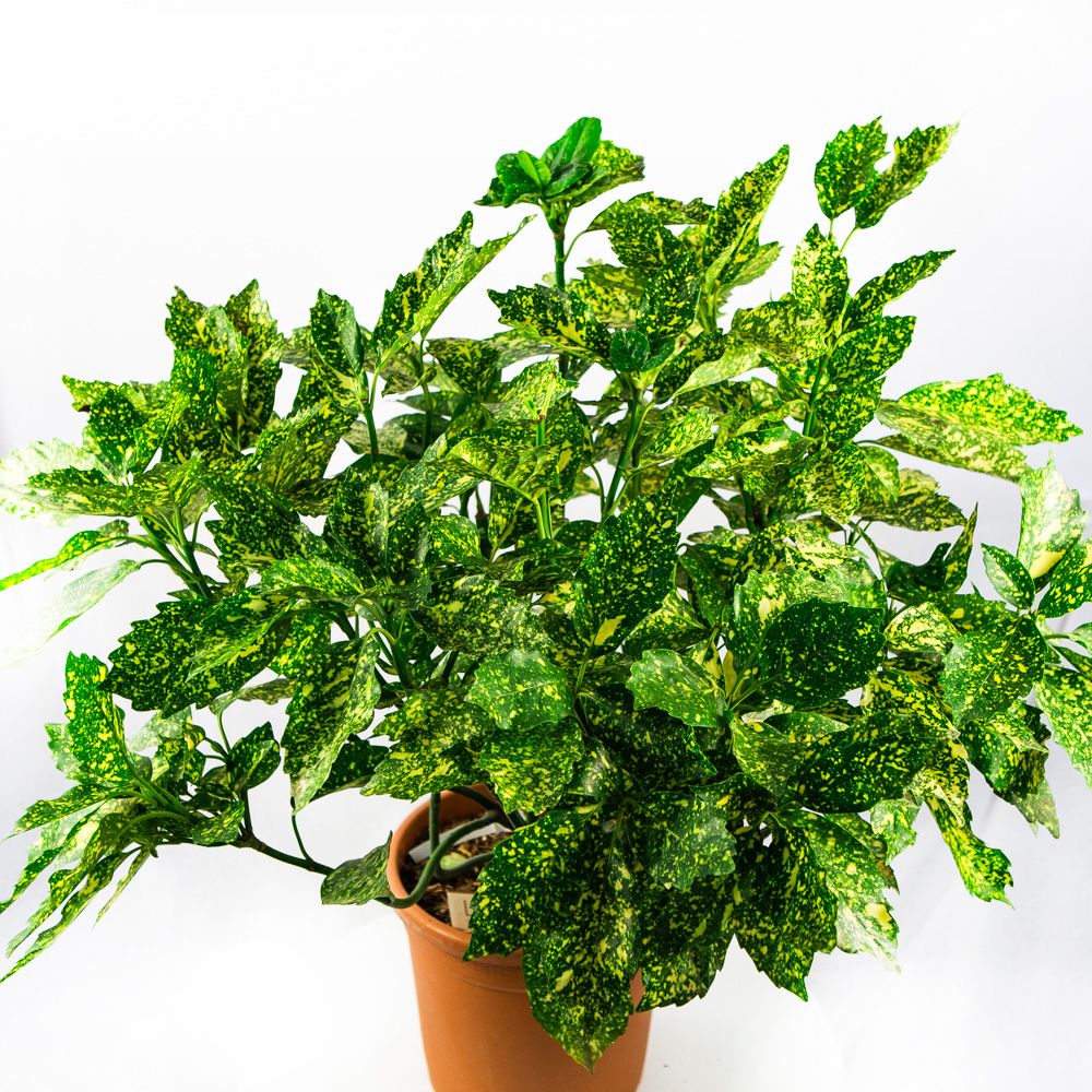 Аукуба японская Кротонифолия 60/80 Aucuba japonica Crotonifolia 10л (И) —  саженцы купить в интернет-магазине с доставкой по низкой цене