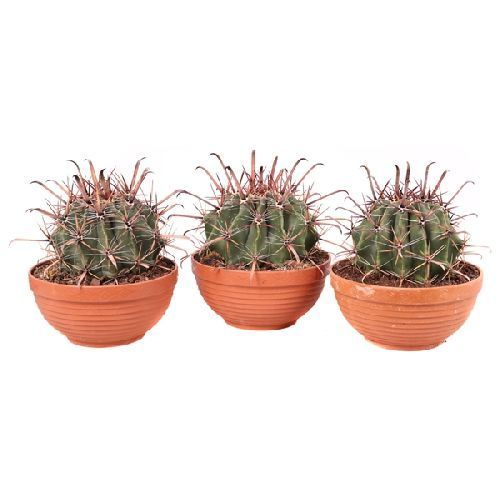 Кактус микс в чаше Cactus mix in bowl 20/17 (Н)