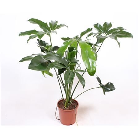 Филодендрон Грин Вондер Philodendron Green Wonder 90/24