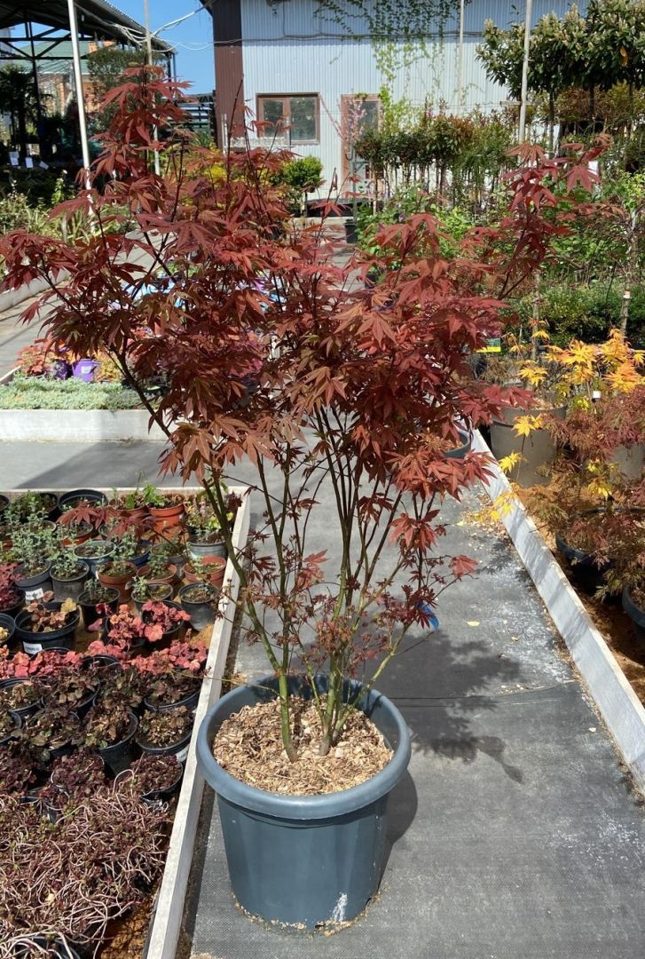 Клен веерный/дланевидный Atropurpureum 35л 100/120 Acer palmatum  Atropurpurea (И) — саженцы купить в интернет-магазине с доставкой по низкой  цене