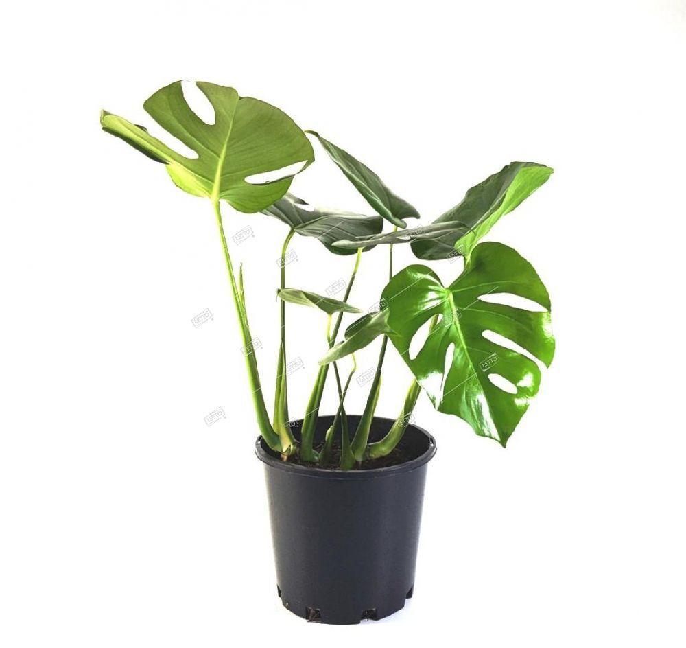 Monstera Delikatesnaya Monstera Deliciosa 50 14 Pos Cena V Letto