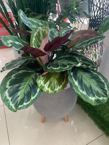 Калатея Медальон Calathea Medallion 70/21