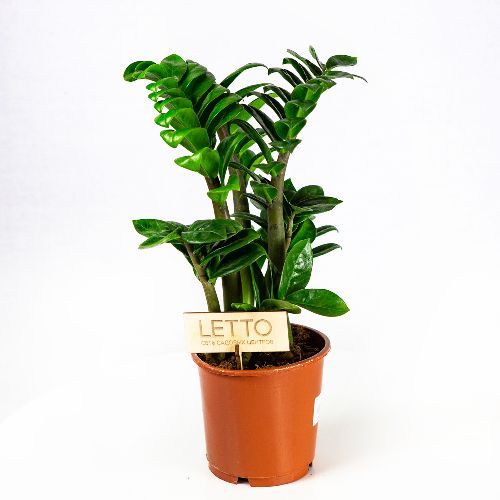 Замиокулькас Зензи Zamioculcas Zenzi 4+ 40/14 (Н)