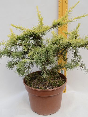 Кедр гималайский Cedrus deodara 55/38 (Н)