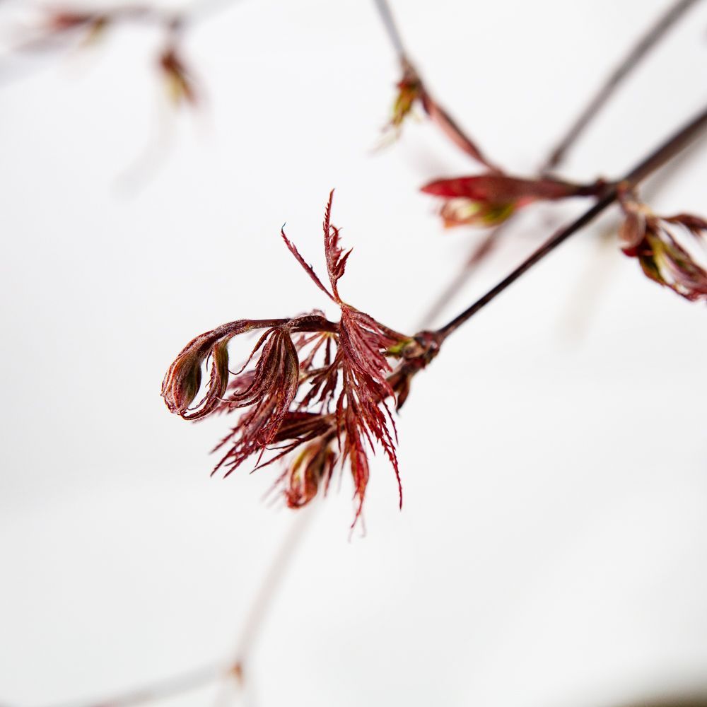 Клен дланевидный Тамукеяма полуштамб 80/90 Acer palmatum var. dissectum  Tamukeyama 30л (И) — саженцы купить в интернет-магазине с доставкой по  низкой цене