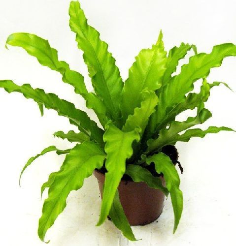 Костенец древний Asplenium antiquum 25/12